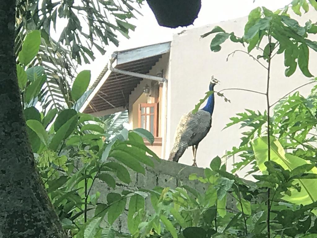 Mount Nature Villa Хиккадува Номер фото