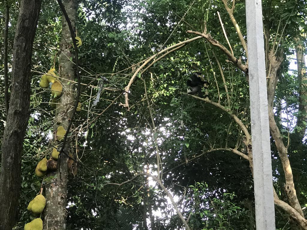 Mount Nature Villa Хиккадува Номер фото